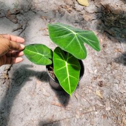 Alocasia Frydek Plant 