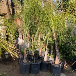 Queen Palm 30$