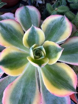 Variegated succulents sen đá đủ màu