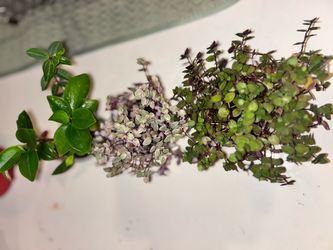 Bundle of 3 houseplants $13
