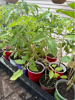 Tomato plants