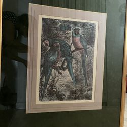 Framed Picture 