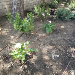 Drip Irrigation For Plants