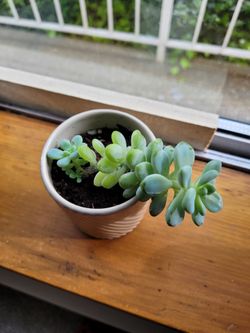 Baby succulent plant