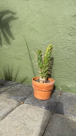 Eves needle cactus.