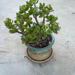 Jade Plant retro Pot