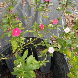 Periwinkle (Catharanthus roseus) plant well rooted 12” tall in 4” pot  