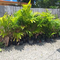 Palms For Sale $15 Firm 