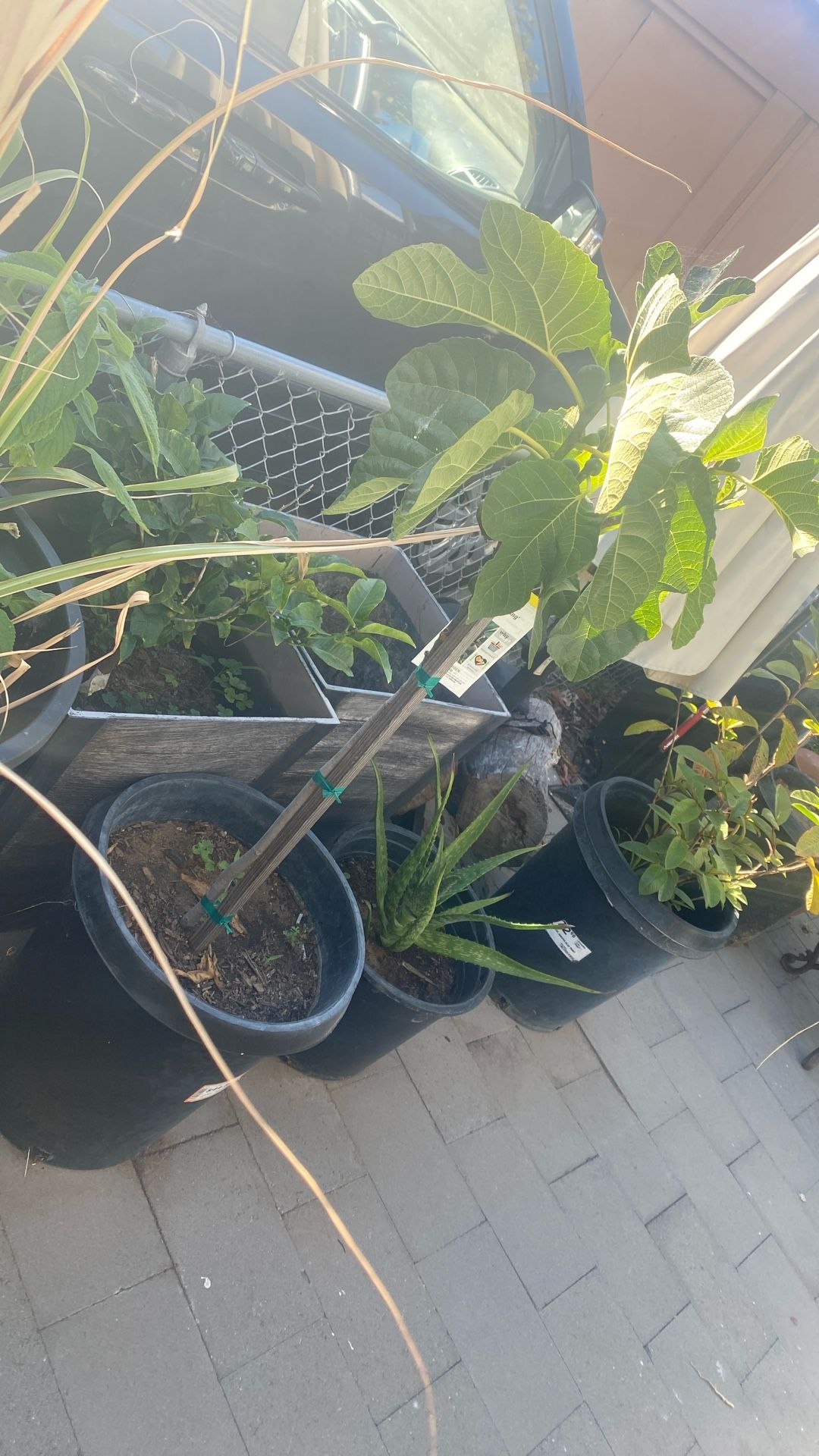 Fig Tree