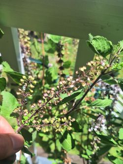 Tulsi Holy Basil Seeds Free