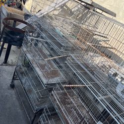 Bird Cages