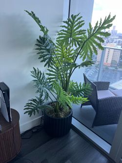 Plant
