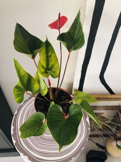 Plants
