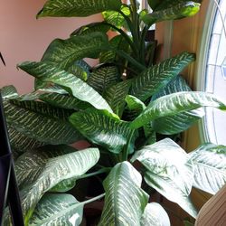 Dumbcare Plants AKA Dieffenbachia 
