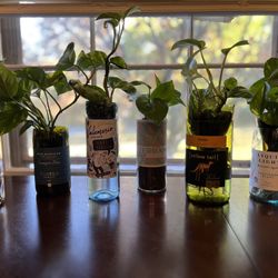 Plant Vases/Wine Bottles