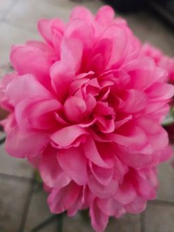 12" Dahlia Bush
