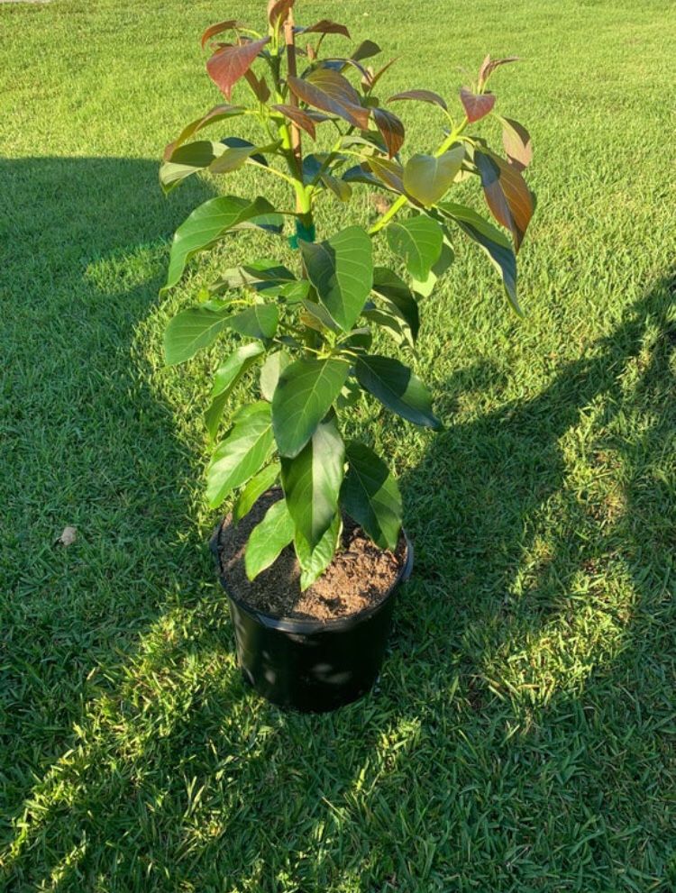 Large Dwarf Super Hass Avocado Tree (Uh La La) for Sale in Port St