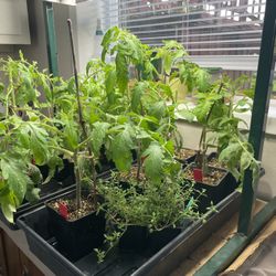 Heirloom Tomato plants