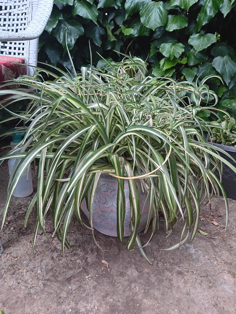 Large SPIDER PLANT in BEAUTIFUL, DECORATIVE CERAMIC CONTAINER