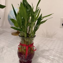 Bamboo
