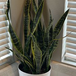 New Snake Plant