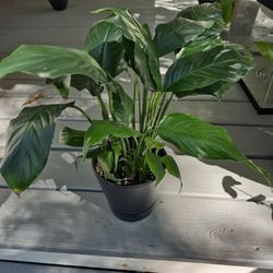 Peace Lily Plant