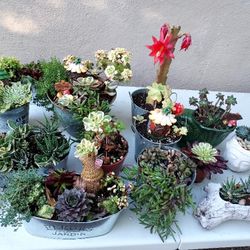 SUCCULENTS  ARRANGEMENTS LITHOPS SALE IN SAN LORENZO