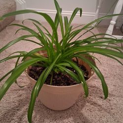 Well Rooted Large Houseplant In New Tan Pot
