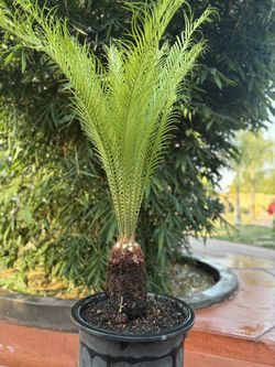 Beautiful Sago Palm With 10” Inch Trunk For Sale