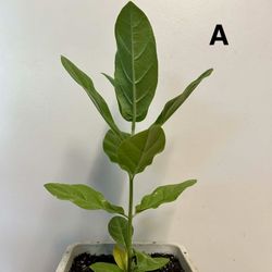 Giant Leaf Milkweed Plant In 2gal Pot. RARE FIND! See Description.