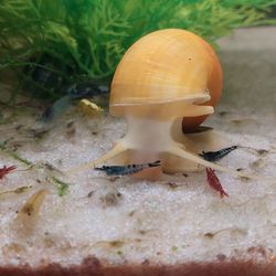 Neocaridina Shrimp Decorations
