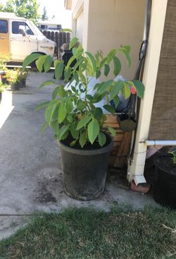 Nuez en bote de 20 galones de 3 pies de altura