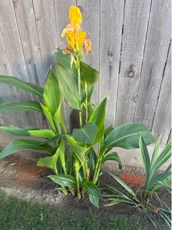 Canna lily plant