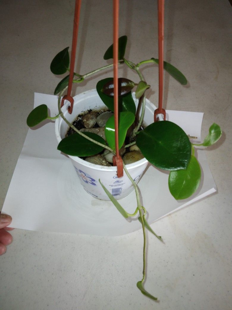 Australis Hoya In Hanging Pot $25 -Ship $7 Or Deltona, FL Pickup