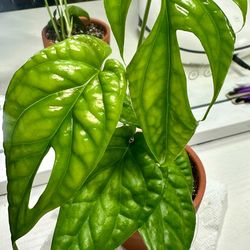 Rare Aroid SpiderMan Monstera  Amydrium Plant/ Indoor  Plant/ House Plant/ Flower Patio Garden