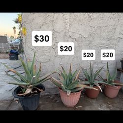 Large Aloe Vera Plants