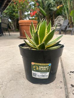 Agave Quadricolor