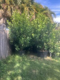 Clusias  115 Gallons Perfect For Privacy