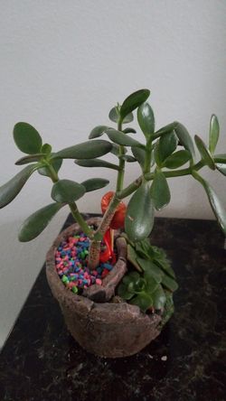 Mature large jade money tree plant succulent