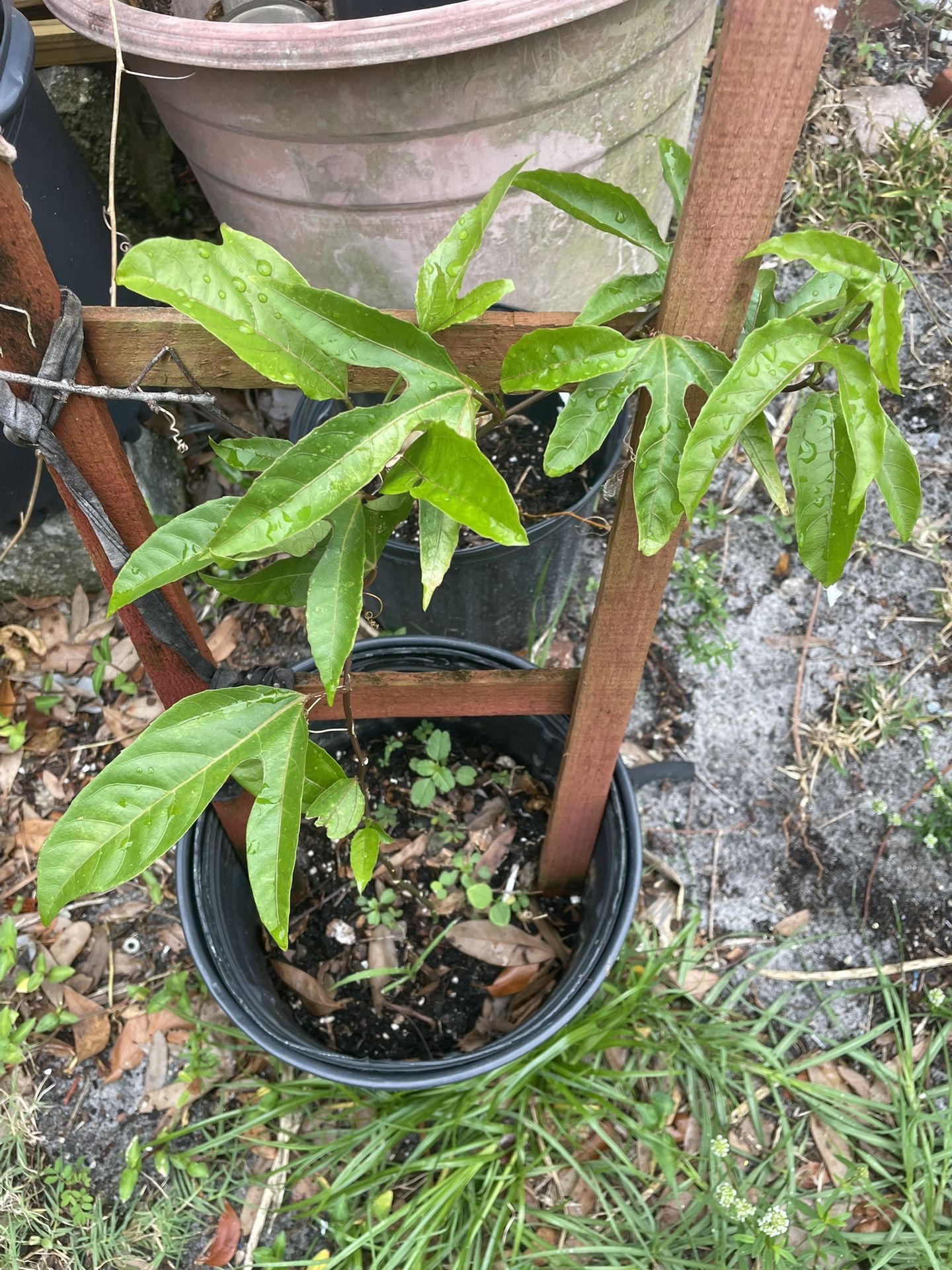 Passion Fruit