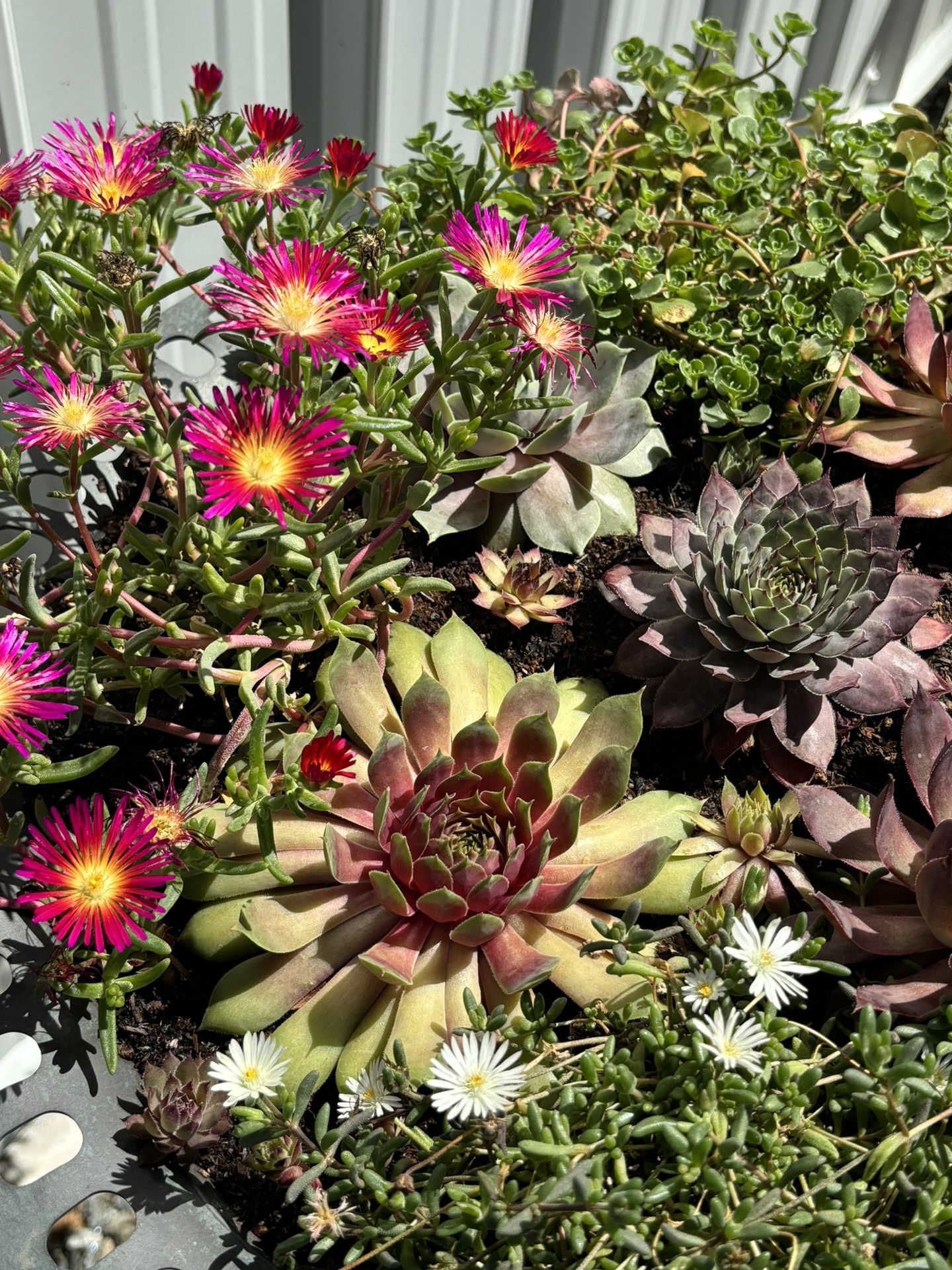 Bird Bath Succulent Planter