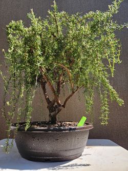 Old Rosemary -Salvia rosmarinus ) Bonsai Tree