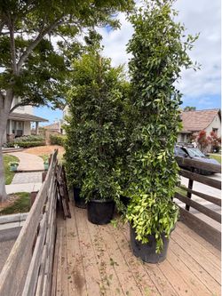 Indian Laurel ficus 25 gal  9-10 feet tall