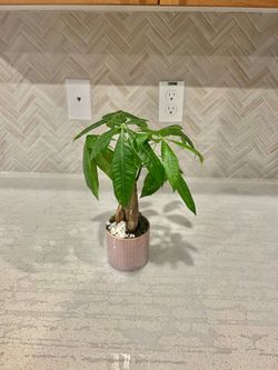 Money Tree 🌴