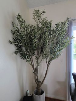 8 foot Olive tree