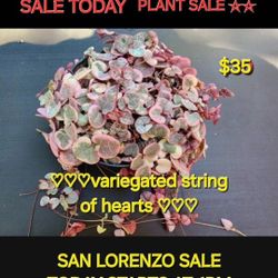 PLANT SALE TODAY STRING OF HEARTS ETC IN SAN LORENZO STARTS AT THIS WEEK 