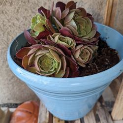 Porch Pick Up Succulents 