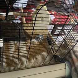 Bird Cage/cages
