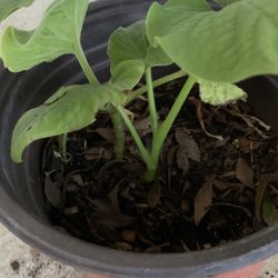 Hoja santa, yerba santa, hierba santa, Mexican pepperleaf,