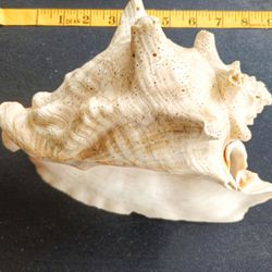 Large Crab Shell